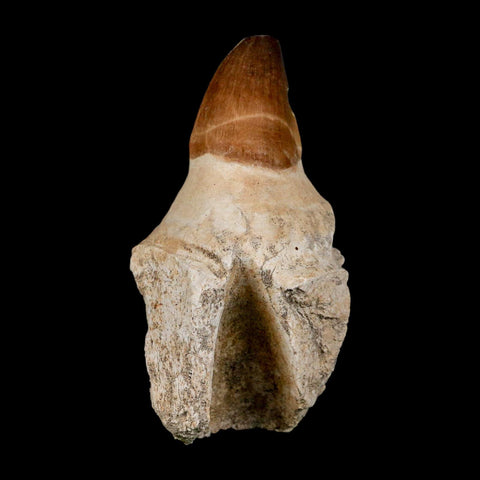 XL 4.3" Mosasaur Prognathodon Fossil Tooth Rooted Cretaceous Dinosaur Era COA