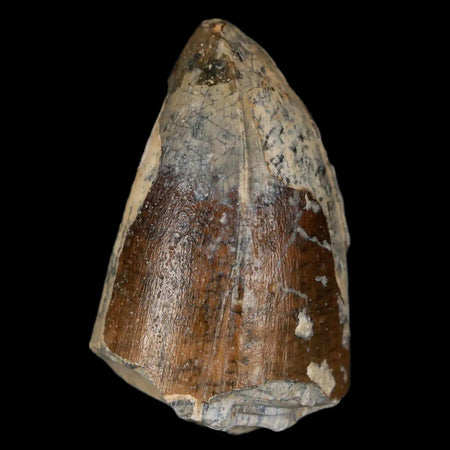 1.6" Sarcosuchus Imperator Crocodile Fossil Tooth Elrhaz FM Cretaceous Niger COA