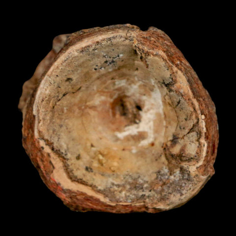 29MM Pachyrhizodus Sp Fossil Fish Vertebrae Cretaceous Dinosaur Era Ozan FM Texas - Fossil Age Minerals