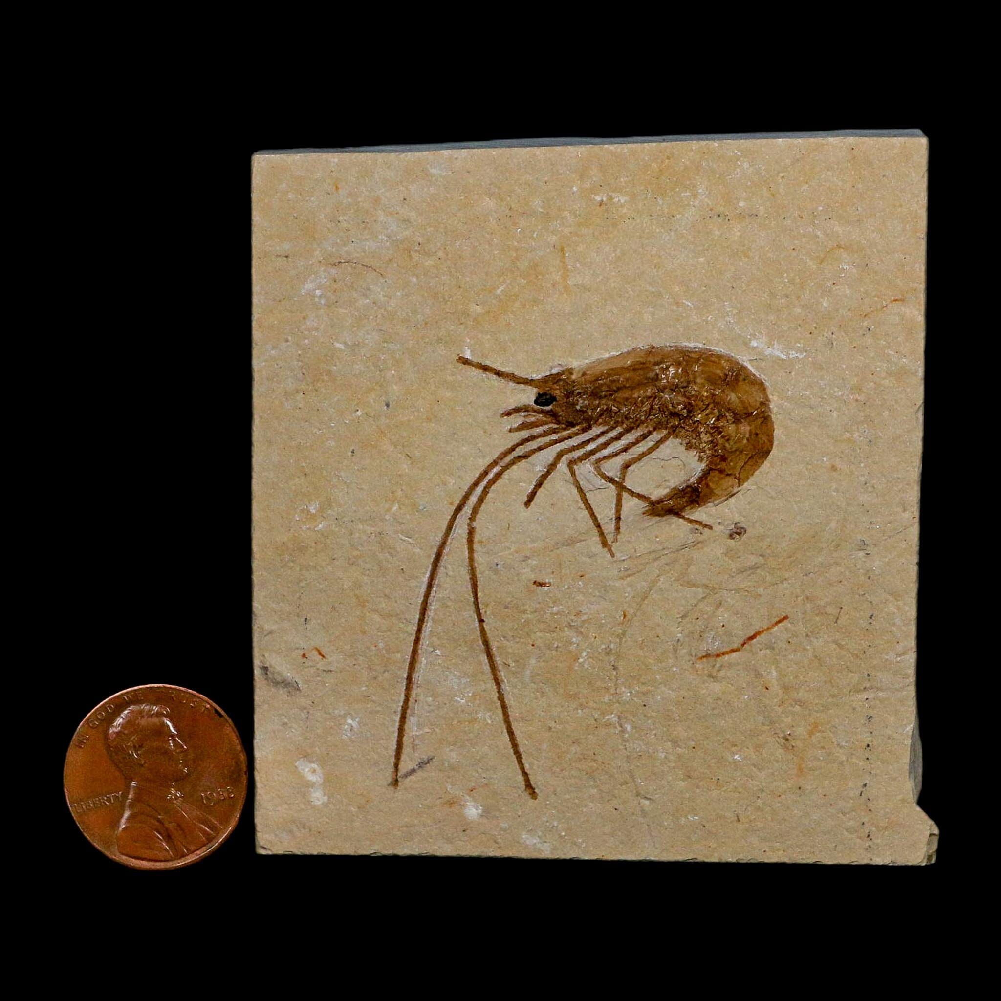 1.8" Fossil Shrimp Carpopenaeus Cretaceous Age 100 Mil Yrs Old Lebanon COA