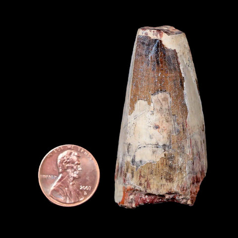 2.1" Sarcosuchus Imperator Crocodile Fossil Tooth Elrhaz FM Cretaceous Niger COA - Fossil Age Minerals