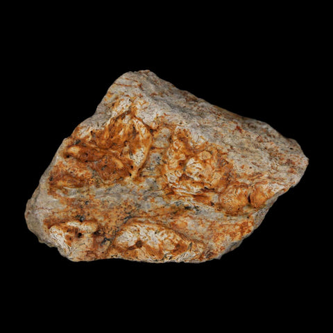 2.1" Triceratops Fossil Frill With Blood Grooves Lance Creek FM Cretaceous Dinosaur WY - Fossil Age Minerals