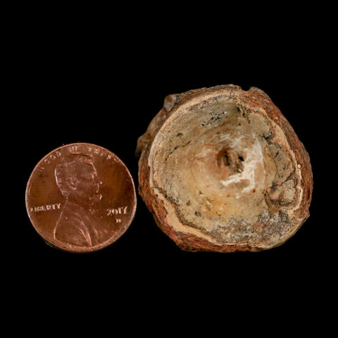 29MM Pachyrhizodus Sp Fossil Fish Vertebrae Cretaceous Dinosaur Era Ozan FM Texas - Fossil Age Minerals
