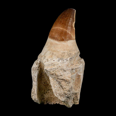 XL 4.3" Mosasaur Prognathodon Fossil Tooth Rooted Cretaceous Dinosaur Era COA