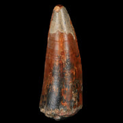 2.1" Sarcosuchus Imperator Crocodile Fossil Tooth Elrhaz FM Cretaceous Niger COA