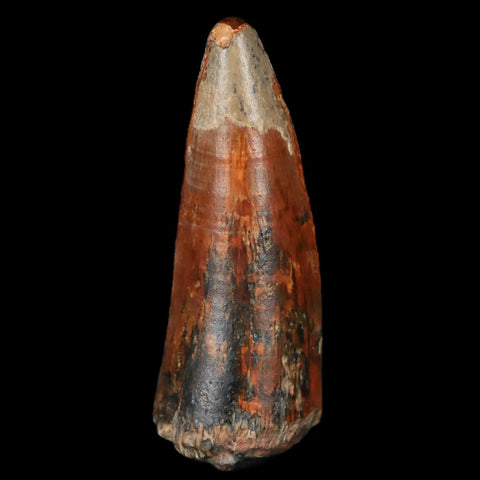 2.1" Sarcosuchus Imperator Crocodile Fossil Tooth Elrhaz FM Cretaceous Niger COA - Fossil Age Minerals