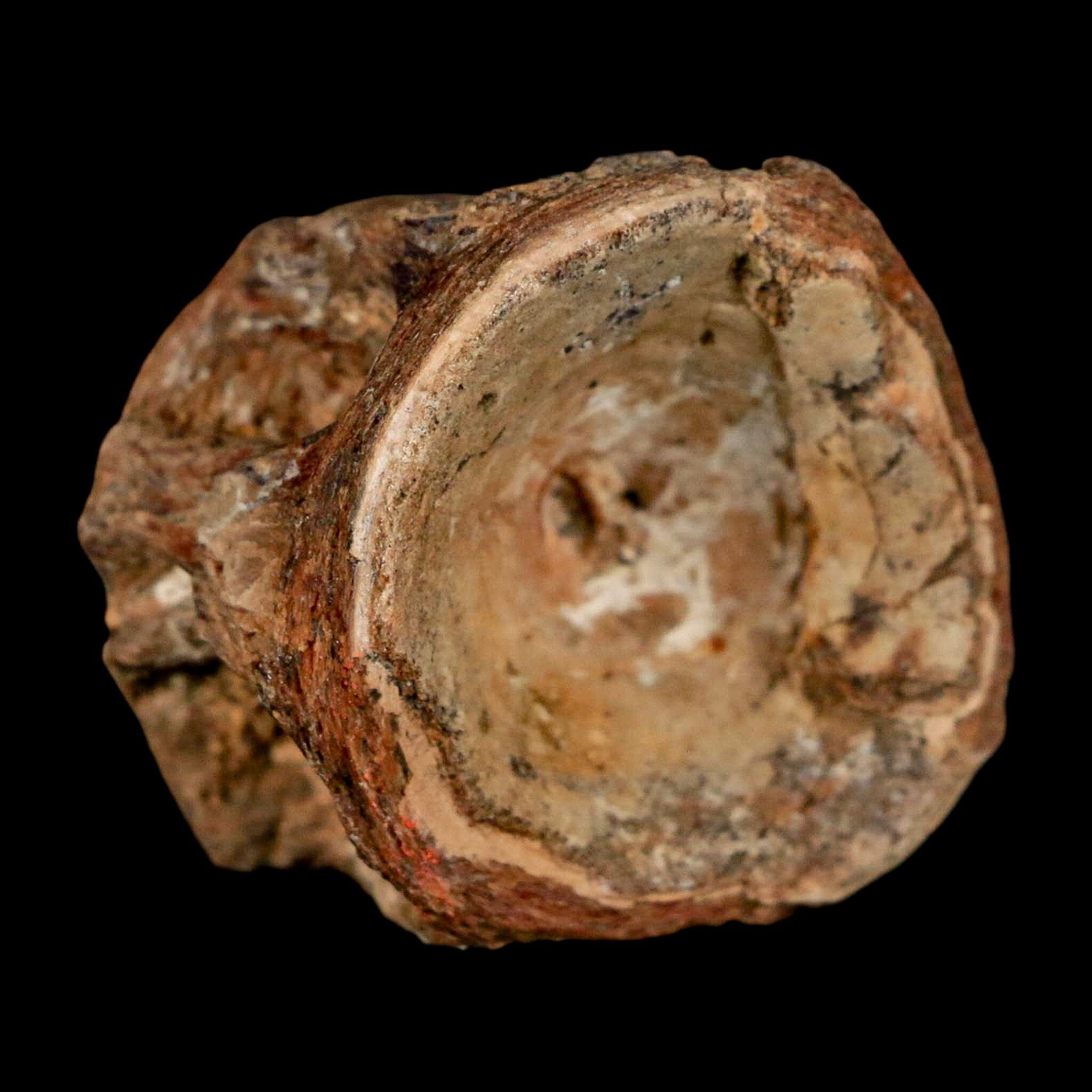 29MM Pachyrhizodus Sp Fossil Fish Vertebrae Cretaceous Dinosaur Era Ozan FM Texas - Fossil Age Minerals