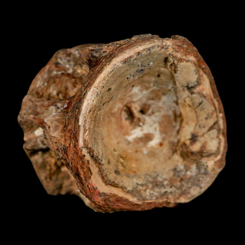 29MM Pachyrhizodus Sp Fossil Fish Vertebrae Cretaceous Dinosaur Era Ozan FM Texas - Fossil Age Minerals
