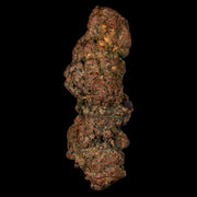 3.3" Prehistoric Coprolite Fossil Specimen Poop Dung Miocene Madagascar