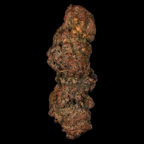 3.3" Prehistoric Coprolite Fossil Specimen Poop Dung Miocene Madagascar - Fossil Age Minerals