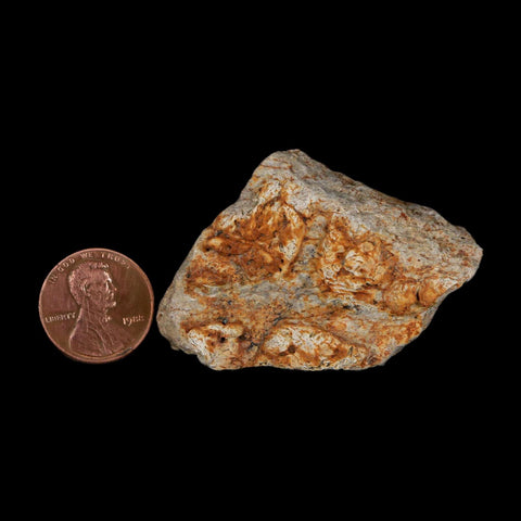 2.1" Triceratops Fossil Frill With Blood Grooves Lance Creek FM Cretaceous Dinosaur WY - Fossil Age Minerals