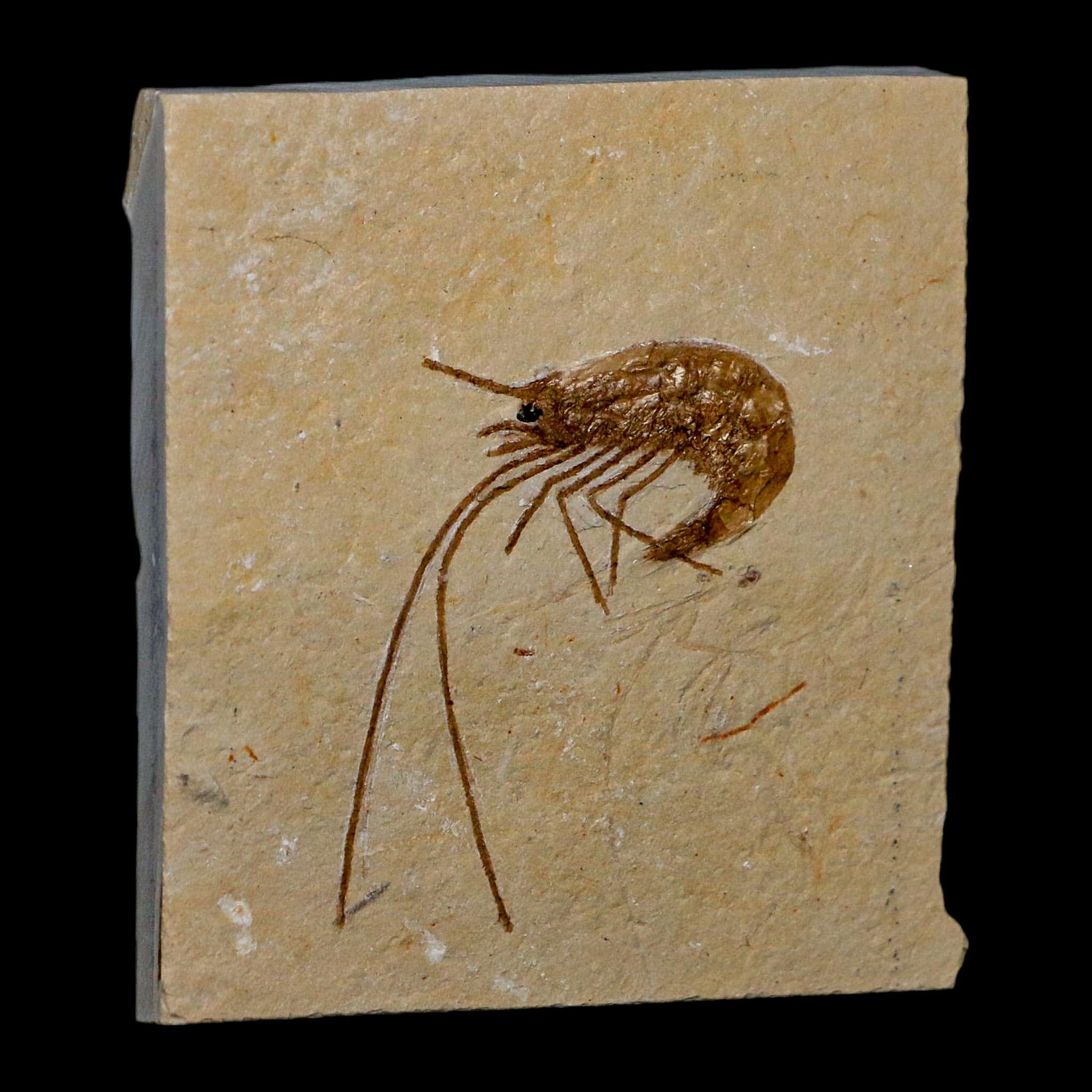 1.8" Fossil Shrimp Carpopenaeus Cretaceous Age 100 Mil Yrs Old Lebanon COA