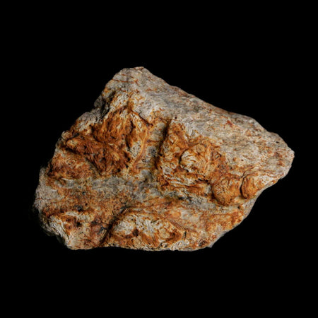 2.1" Triceratops Fossil Frill With Blood Grooves Lance Creek FM Cretaceous Dinosaur WY