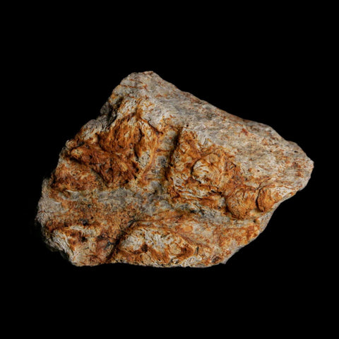 2.1" Triceratops Fossil Frill With Blood Grooves Lance Creek FM Cretaceous Dinosaur WY - Fossil Age Minerals