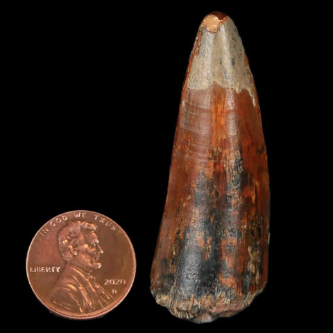 2.1" Sarcosuchus Imperator Crocodile Fossil Tooth Elrhaz FM Cretaceous Niger COA - Fossil Age Minerals