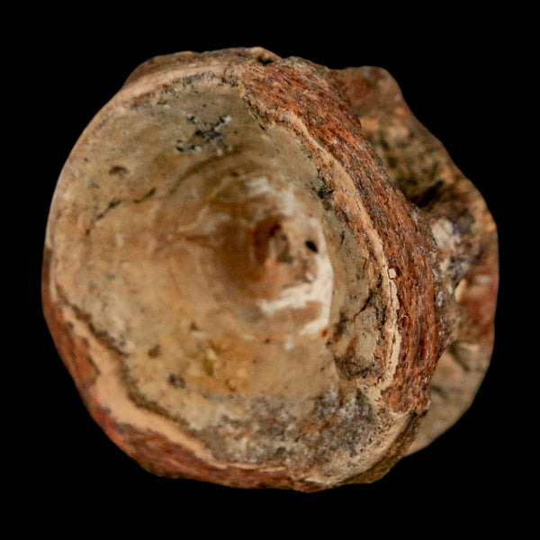 29MM Pachyrhizodus Sp Fossil Fish Vertebrae Cretaceous Dinosaur Era Ozan FM Texas