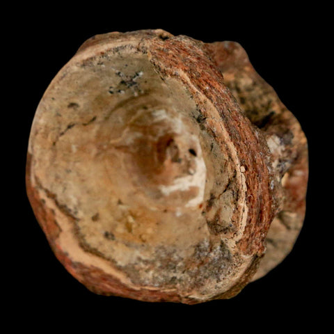 29MM Pachyrhizodus Sp Fossil Fish Vertebrae Cretaceous Dinosaur Era Ozan FM Texas - Fossil Age Minerals
