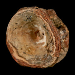 Pachyrhizodus Fish Collection