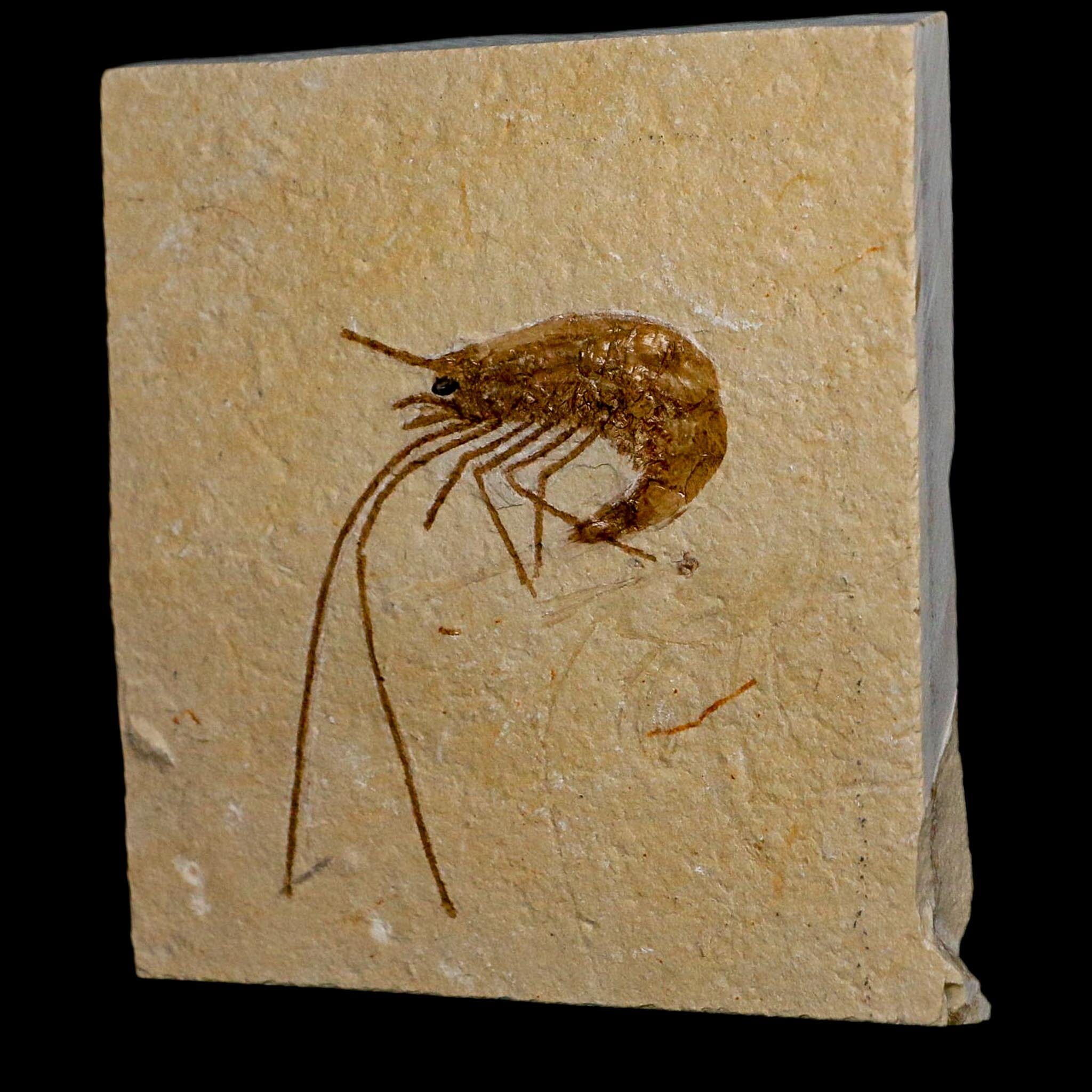 1.8" Fossil Shrimp Carpopenaeus Cretaceous Age 100 Mil Yrs Old Lebanon COA