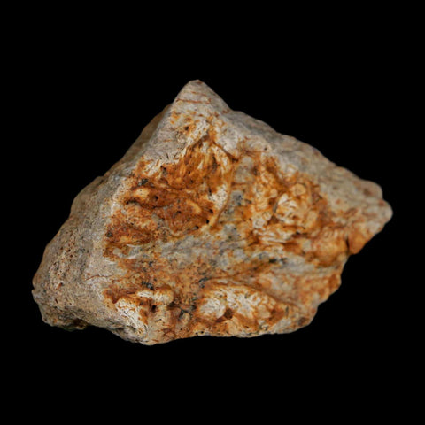 2.1" Triceratops Fossil Frill With Blood Grooves Lance Creek FM Cretaceous Dinosaur WY - Fossil Age Minerals