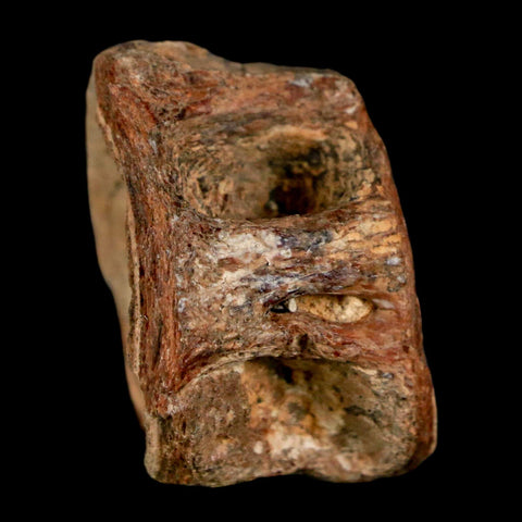 29MM Pachyrhizodus Sp Fossil Fish Vertebrae Cretaceous Dinosaur Era Ozan FM Texas - Fossil Age Minerals