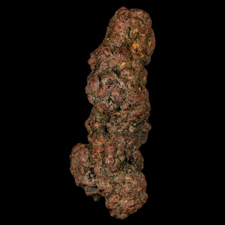 3.3" Prehistoric Coprolite Fossil Specimen Poop Dung Miocene Madagascar