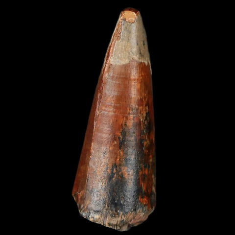 2.1" Sarcosuchus Imperator Crocodile Fossil Tooth Elrhaz FM Cretaceous Niger COA - Fossil Age Minerals