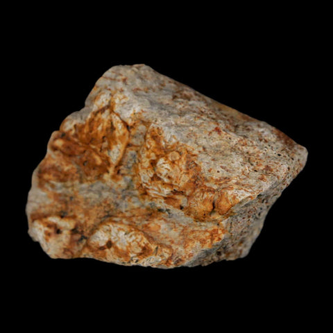 2.1" Triceratops Fossil Frill With Blood Grooves Lance Creek FM Cretaceous Dinosaur WY - Fossil Age Minerals
