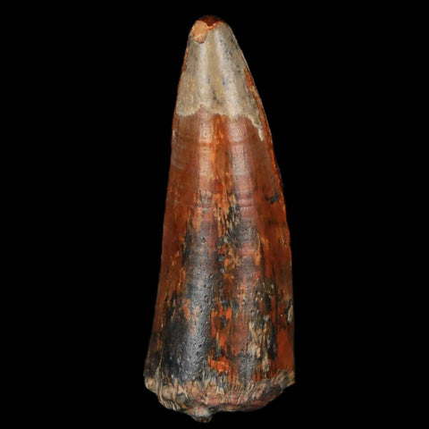 2.1" Sarcosuchus Imperator Crocodile Fossil Tooth Elrhaz FM Cretaceous Niger COA - Fossil Age Minerals