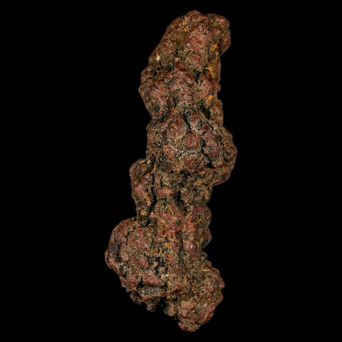 3.3" Prehistoric Coprolite Fossil Specimen Poop Dung Miocene Madagascar - Fossil Age Minerals