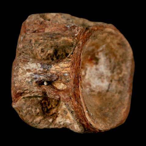 29MM Pachyrhizodus Sp Fossil Fish Vertebrae Cretaceous Dinosaur Era Ozan FM Texas - Fossil Age Minerals