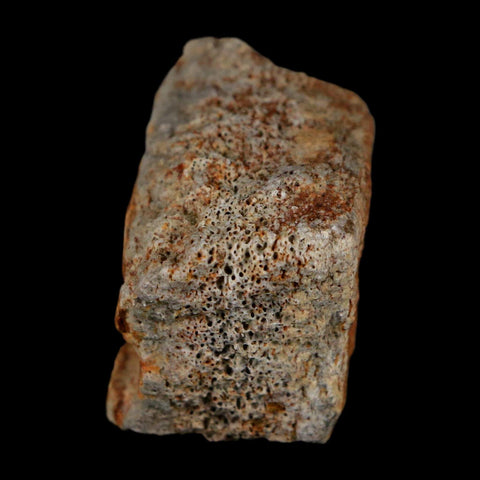 2.1" Triceratops Fossil Frill With Blood Grooves Lance Creek FM Cretaceous Dinosaur WY - Fossil Age Minerals