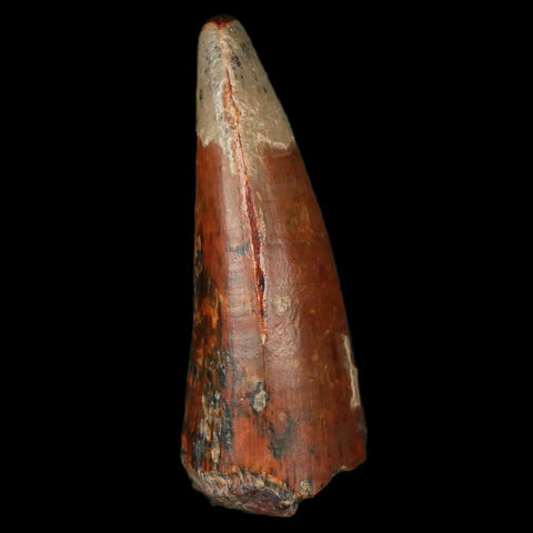 2.1" Sarcosuchus Imperator Crocodile Fossil Tooth Elrhaz FM Cretaceous Niger COA - Fossil Age Minerals