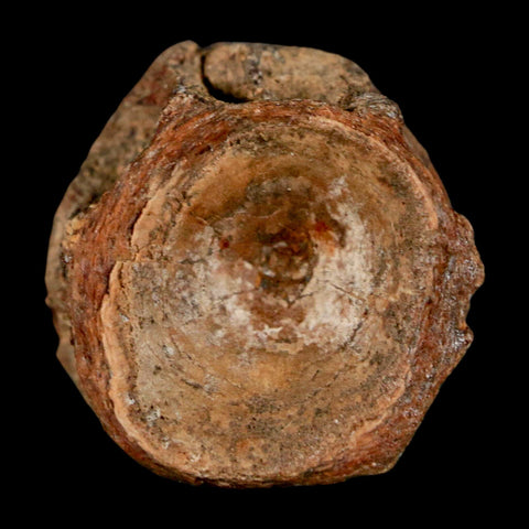 29MM Pachyrhizodus Sp Fossil Fish Vertebrae Cretaceous Dinosaur Era Ozan FM Texas - Fossil Age Minerals