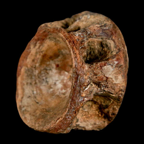 29MM Pachyrhizodus Sp Fossil Fish Vertebrae Cretaceous Dinosaur Era Ozan FM Texas - Fossil Age Minerals