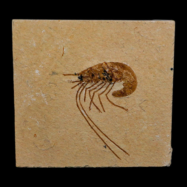 1.6