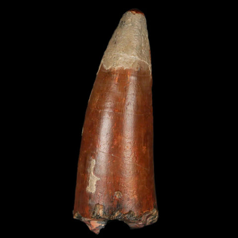 2.1" Sarcosuchus Imperator Crocodile Fossil Tooth Elrhaz FM Cretaceous Niger COA - Fossil Age Minerals