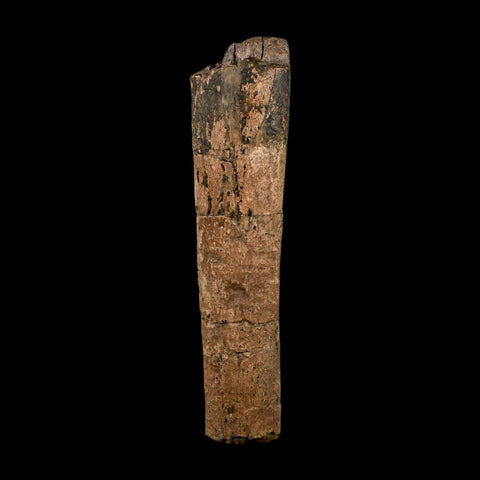 7.8" Triceratops Fossil Rib Bone Hell Creek FM Cretaceous Dinosaur MT COA Stand