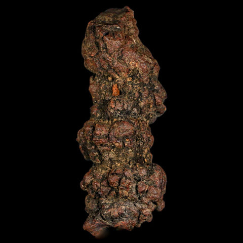 3.3" Prehistoric Coprolite Fossil Specimen Poop Dung Miocene Madagascar - Fossil Age Minerals
