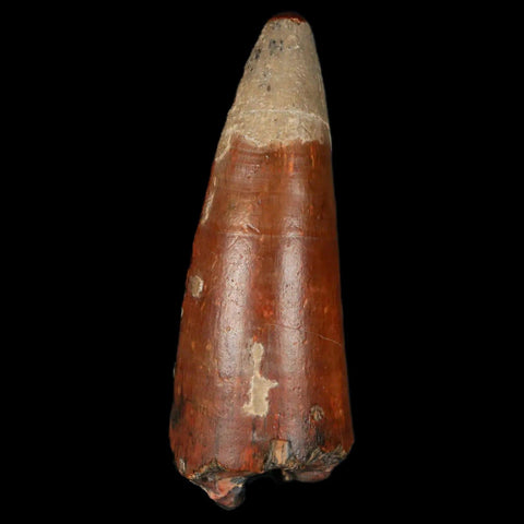 2.1" Sarcosuchus Imperator Crocodile Fossil Tooth Elrhaz FM Cretaceous Niger COA - Fossil Age Minerals