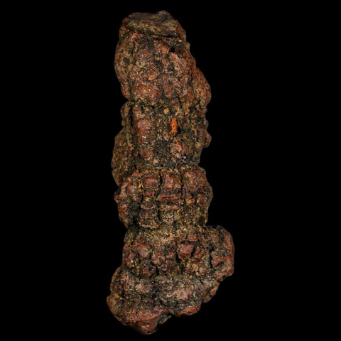 3.3" Prehistoric Coprolite Fossil Specimen Poop Dung Miocene Madagascar - Fossil Age Minerals