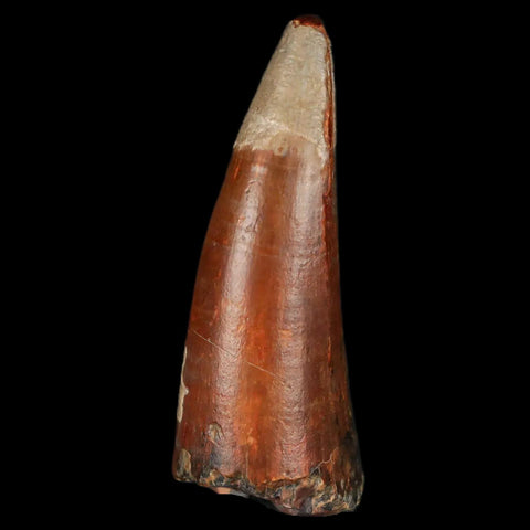 2.1" Sarcosuchus Imperator Crocodile Fossil Tooth Elrhaz FM Cretaceous Niger COA - Fossil Age Minerals