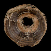 32MM Pachyrhizodus Sp Fossil Fish Vertebrae Cretaceous Dinosaur Era Ozan FM Texas