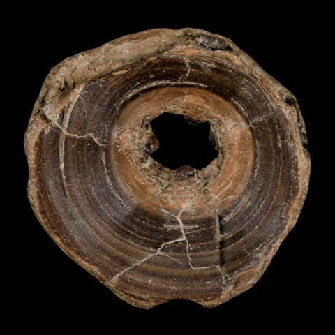 32MM Pachyrhizodus Sp Fossil Fish Vertebrae Cretaceous Dinosaur Era Ozan FM Texas - Fossil Age Minerals