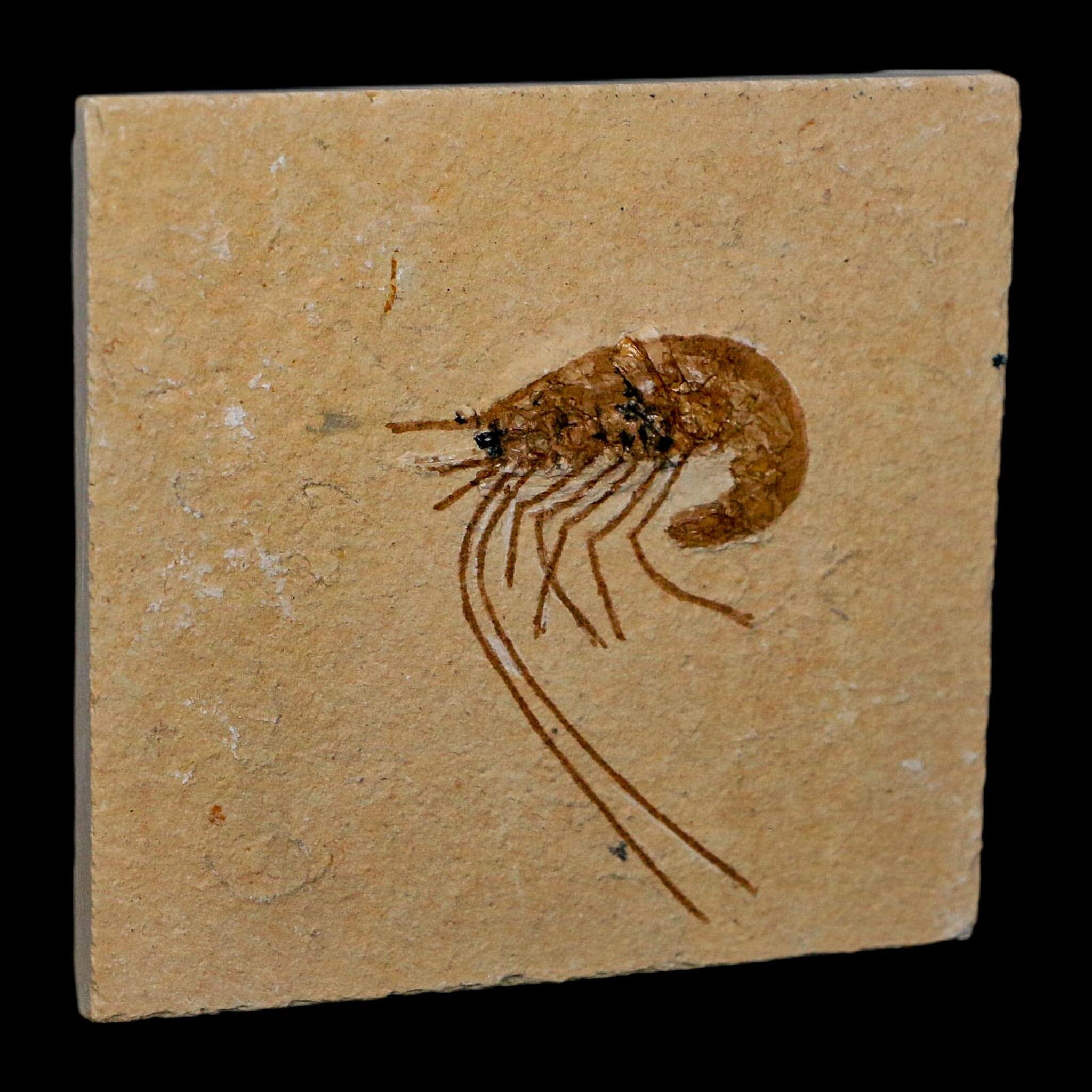 1.6" Fossil Shrimp Carpopenaeus Cretaceous Age 100 Mil Yrs Old Lebanon COA
