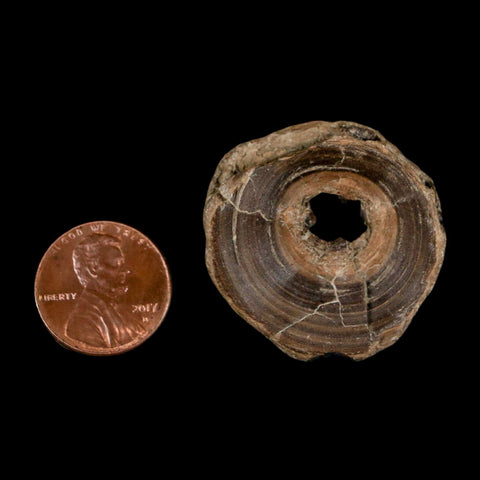 32MM Pachyrhizodus Sp Fossil Fish Vertebrae Cretaceous Dinosaur Era Ozan FM Texas - Fossil Age Minerals