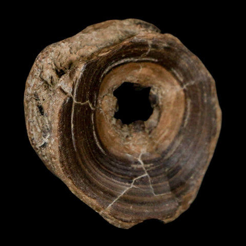 32MM Pachyrhizodus Sp Fossil Fish Vertebrae Cretaceous Dinosaur Era Ozan FM Texas - Fossil Age Minerals