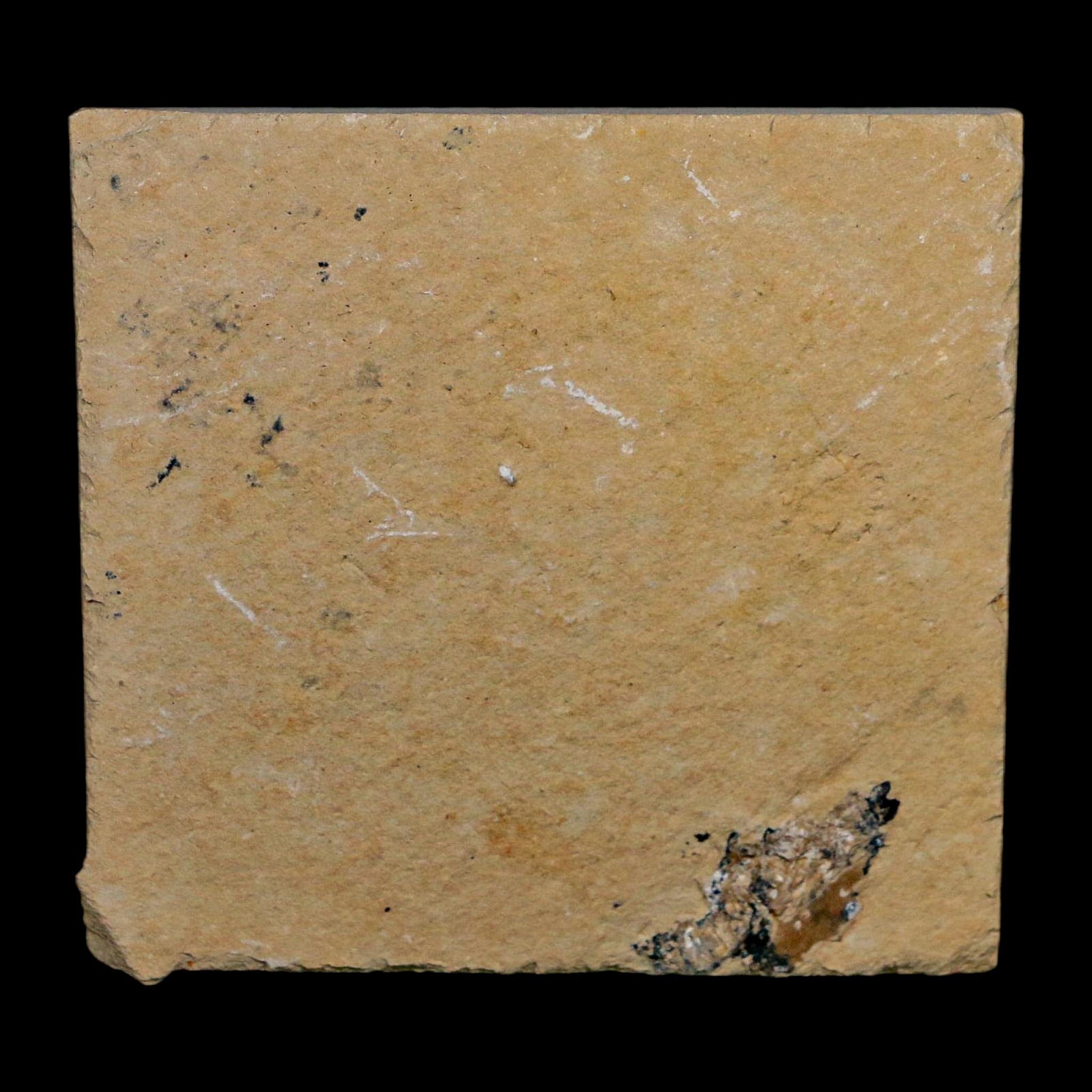 1.6" Fossil Shrimp Carpopenaeus Cretaceous Age 100 Mil Yrs Old Lebanon COA