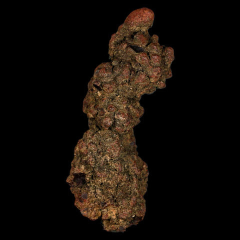 3.6" Prehistoric Coprolite Fossil Specimen Poop Dung Miocene Madagascar - Fossil Age Minerals