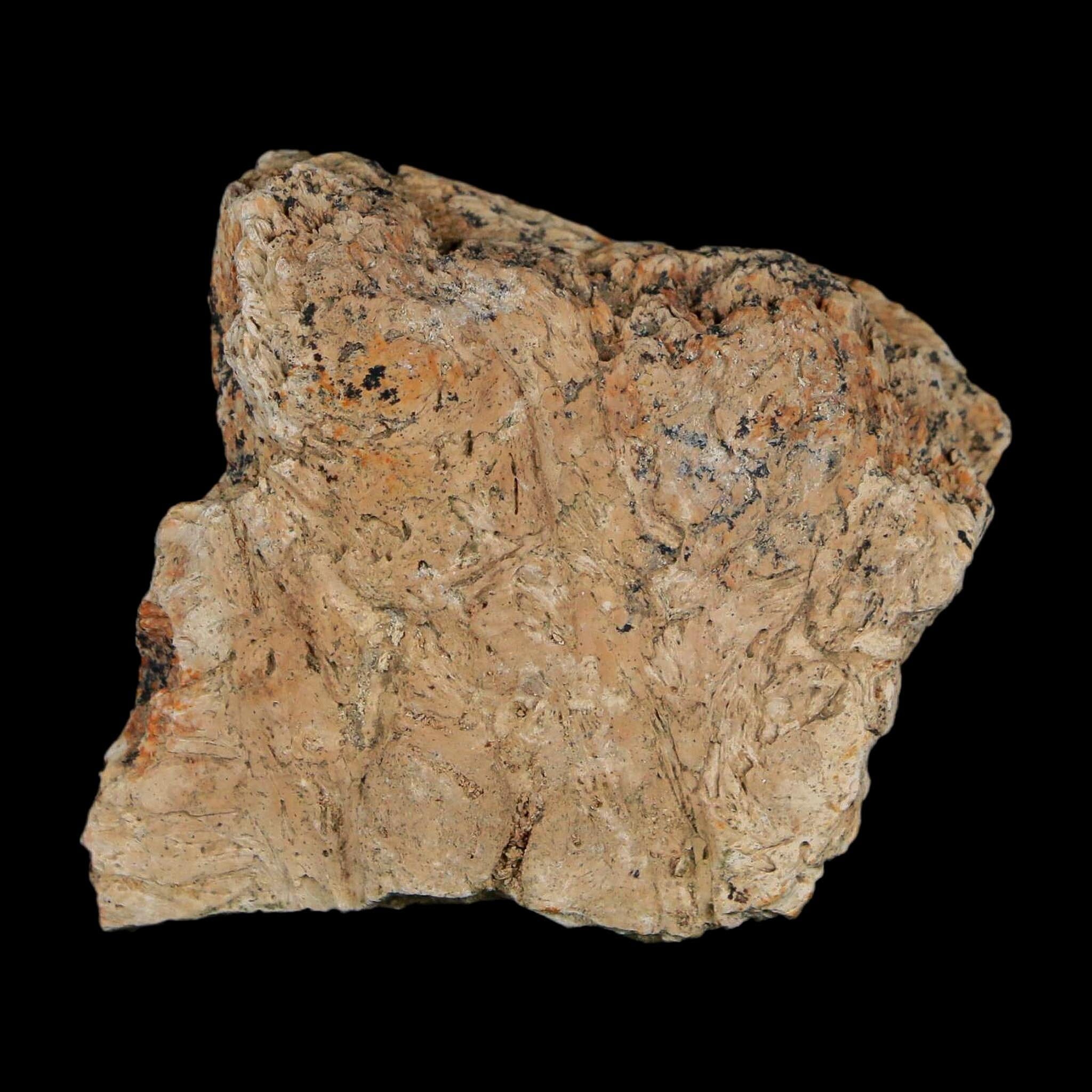 1.5" Triceratops Fossil Frill With Blood Grooves Lance Creek FM Cretaceous Dinosaur WY - Fossil Age Minerals